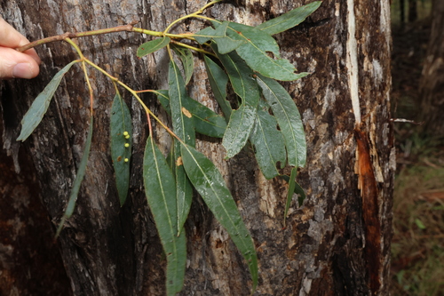 Eucalyptus oreades, photograph 5