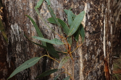 Eucalyptus oreades, photograph (c) Greg Tasney, some rights reserved (CC BY-SA)