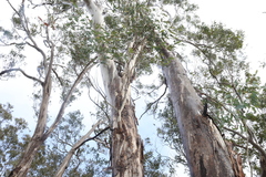 Eucalyptus oreades, photograph (c) Greg Tasney, some rights reserved (CC BY-SA)