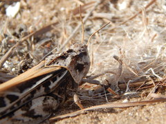 Pardalophora apiculata