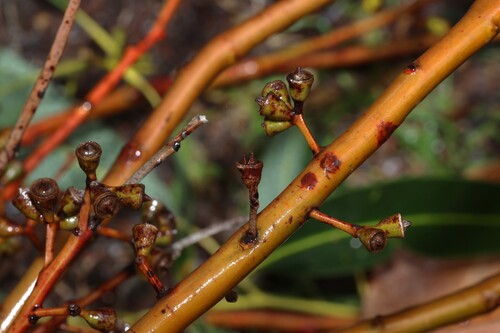 Eucalyptus saligna, photograph 5