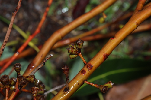 Eucalyptus saligna, photograph 4