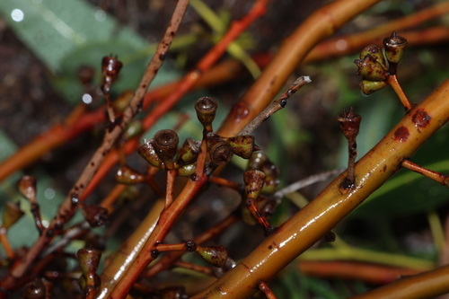 Eucalyptus saligna, photograph 6
