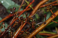 Eucalyptus saligna, photograph (c) Greg Tasney, some rights reserved (CC BY-SA)