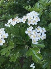 Crataegus monogyna