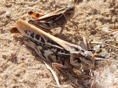 Pardalophora apiculata