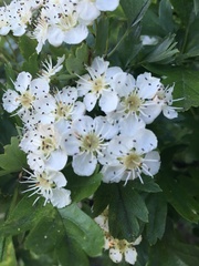Crataegus monogyna