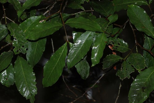 Alectryon subcinereus, photograph 3