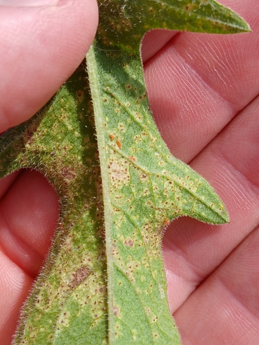 Puccinia calcitrapae observed 2026-07-18