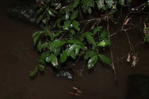 Alectryon subcinereus, photograph 4