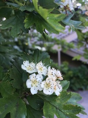 Crataegus monogyna