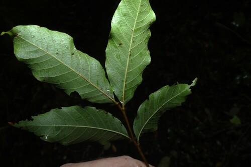 Alectryon subcinereus, photograph 5