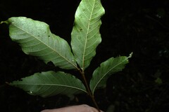 Alectryon subcinereus, photograph (c) Greg Tasney, some rights reserved (CC BY-SA)
