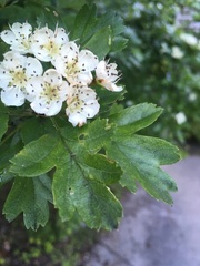 Crataegus monogyna