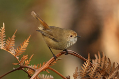Brown Thornbill photo 2