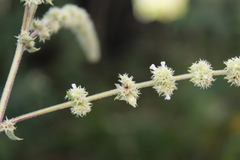 Asterohyptis stellulata
