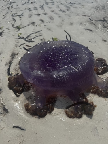 Cauliflower Jelly