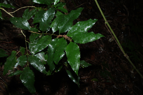 Daphnandra apatela (Daphnandra apatela)