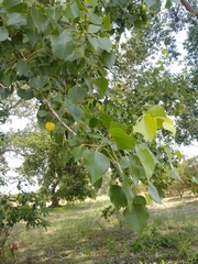 Populus mexicana