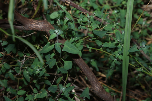 Chenopodium trigonon