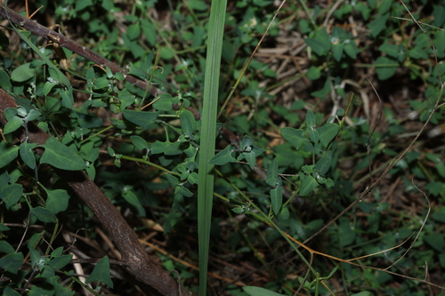 Chenopodium trigonon, photograph 1