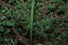 Chenopodium trigonon, photograph (c) Greg Tasney, some rights reserved (CC BY-SA)