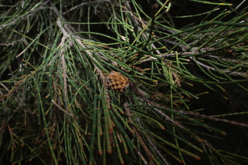 Casuarina cristata, photograph 5