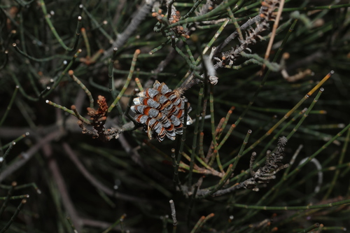 Casuarina cristata, photograph 6