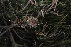 Casuarina cristata, photograph (c) Greg Tasney, some rights reserved (CC BY-SA)