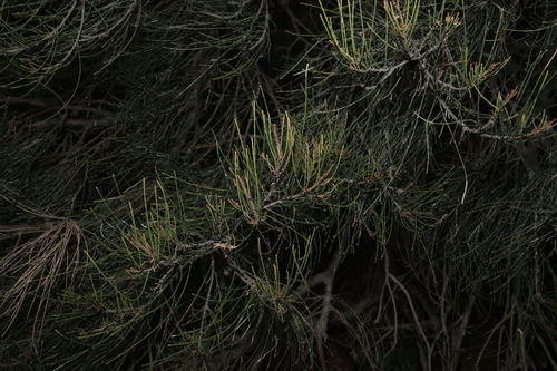 Casuarina cristata, photograph 3
