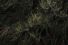 Casuarina cristata, photograph (c) Greg Tasney, some rights reserved (CC BY-SA)