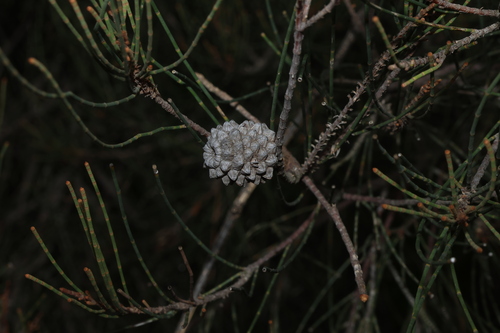 Casuarina cristata, photograph 4