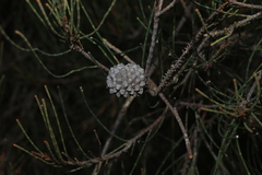 Casuarina cristata, photograph (c) Greg Tasney, some rights reserved (CC BY-SA)