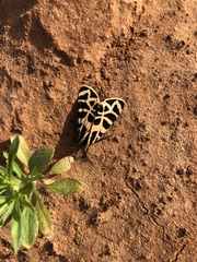 Apantesis incorrupta