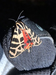 Apantesis incorrupta