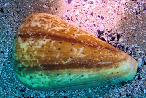 Conus betulinus observed 2026-07-19