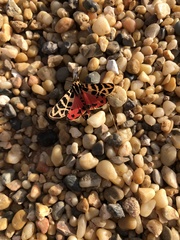 Apantesis incorrupta