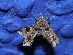 Nosphistica bisinuata