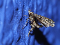 Nosphistica bisinuata