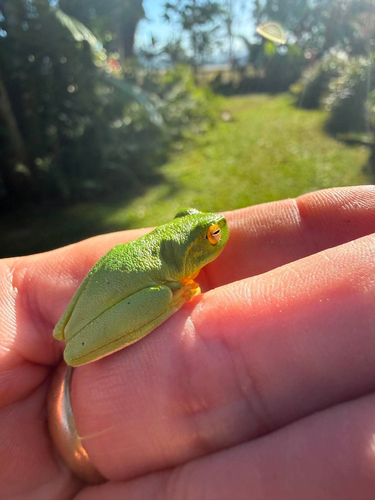 Dainty Tree Frog