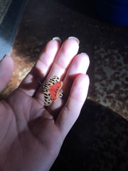 Apantesis incorrupta