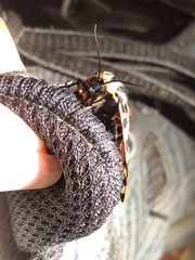 Apantesis incorrupta