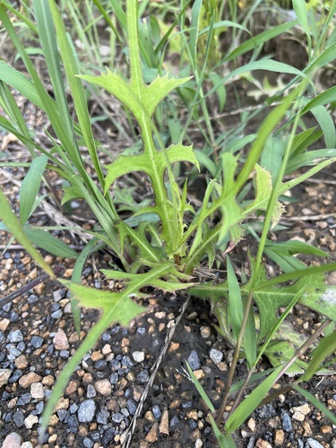 Indian lettuce