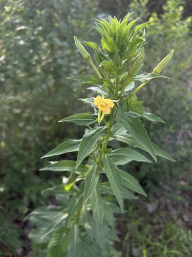 common evening-primrose