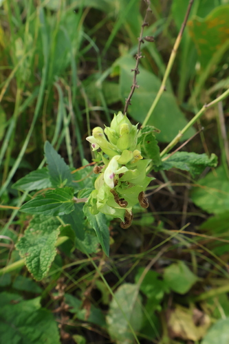 Scutellaria supina, photograph 4