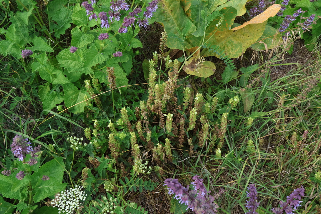 Scutellaria supina; photograph (c) Мирослав Соболев, some rights reserved (CC BY)