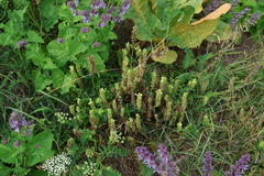 Scutellaria supina