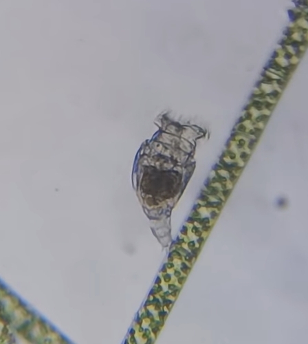 Philodina megalotrocha