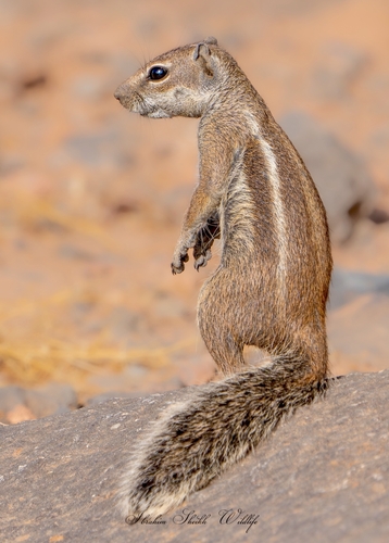 Barbary Ground Squirrel