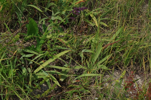 Iris aphylla, photograph 6